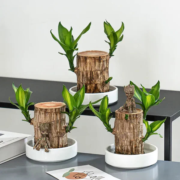 Lucky Wood Plant | BUY 1 GET 1 FREE 🔥